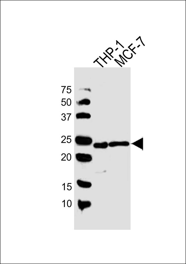 WB - PYCARD Antibody (C-term) AW5459-U100
